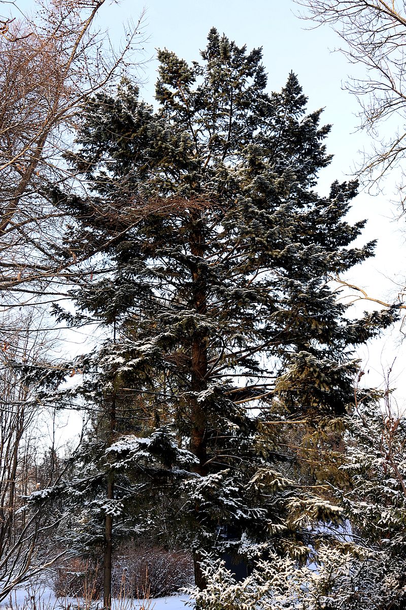 Изображение особи Picea ajanensis.