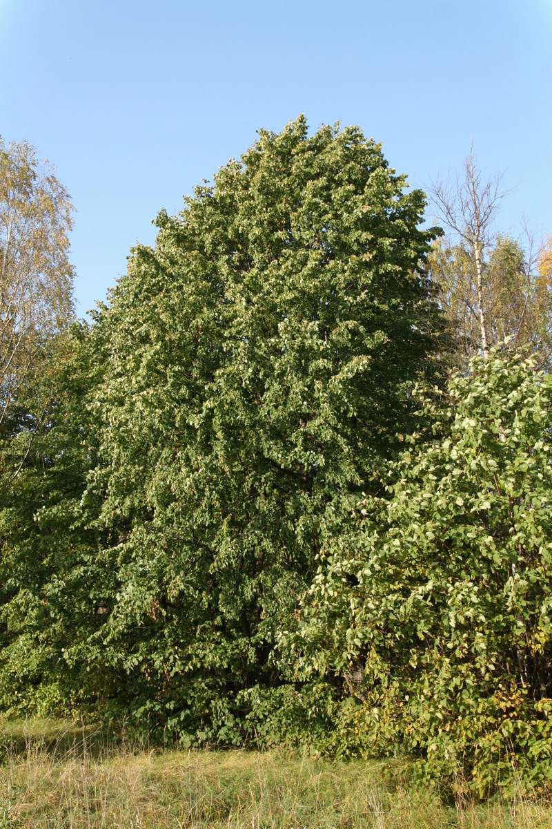 Image of Tilia cordata specimen.