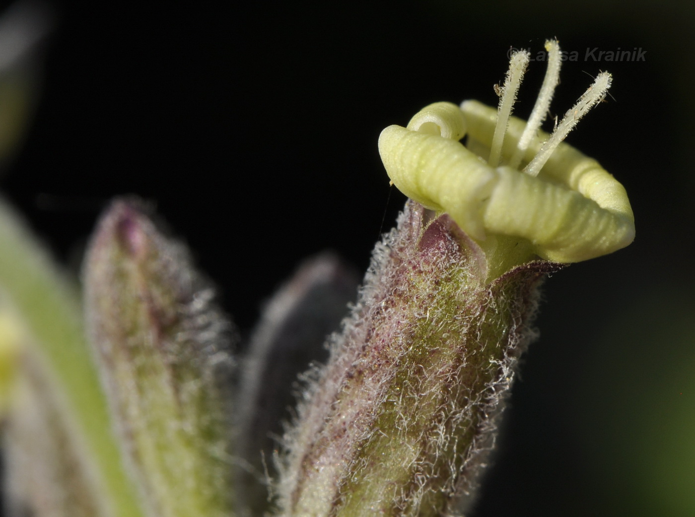 Image of Silene amoena specimen.