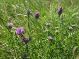 Astragalus onobrychis