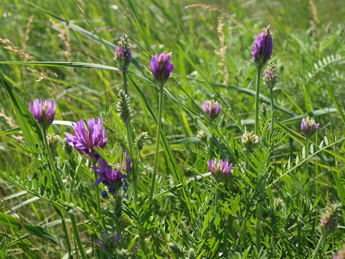 Изображение особи Astragalus onobrychis.