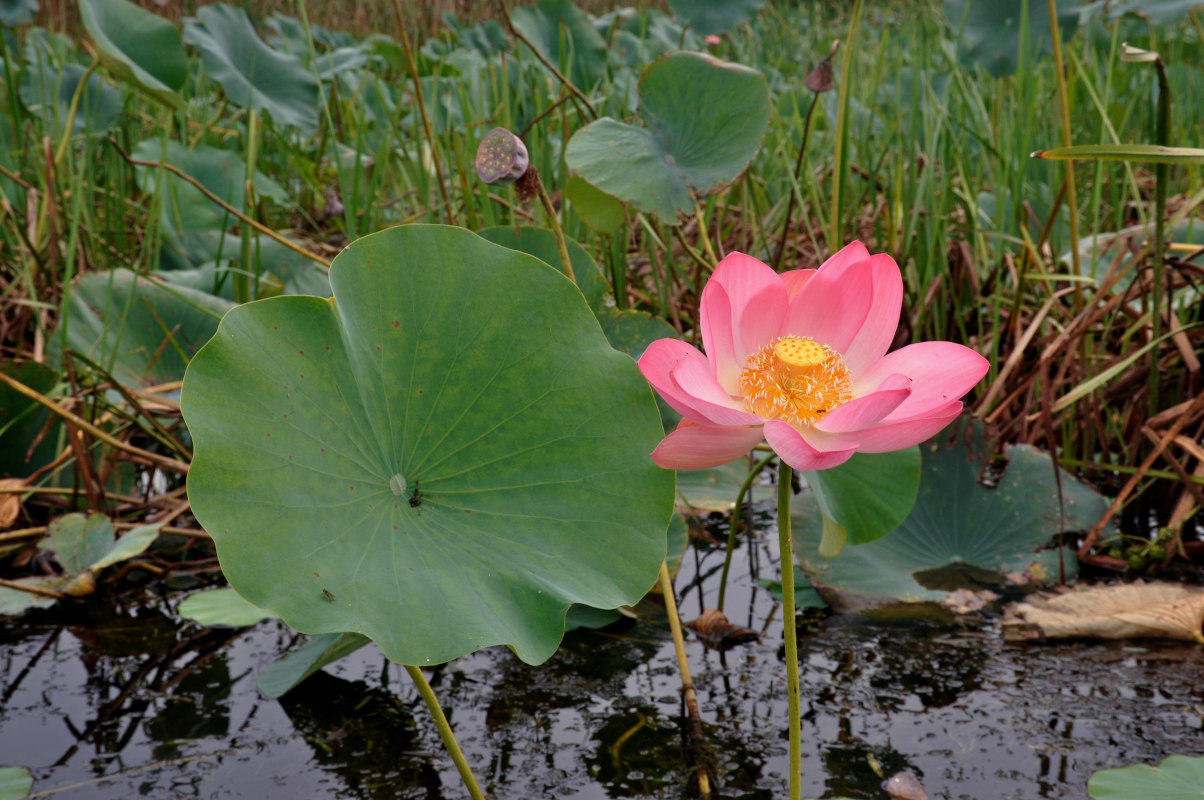 Изображение особи Nelumbo caspica.