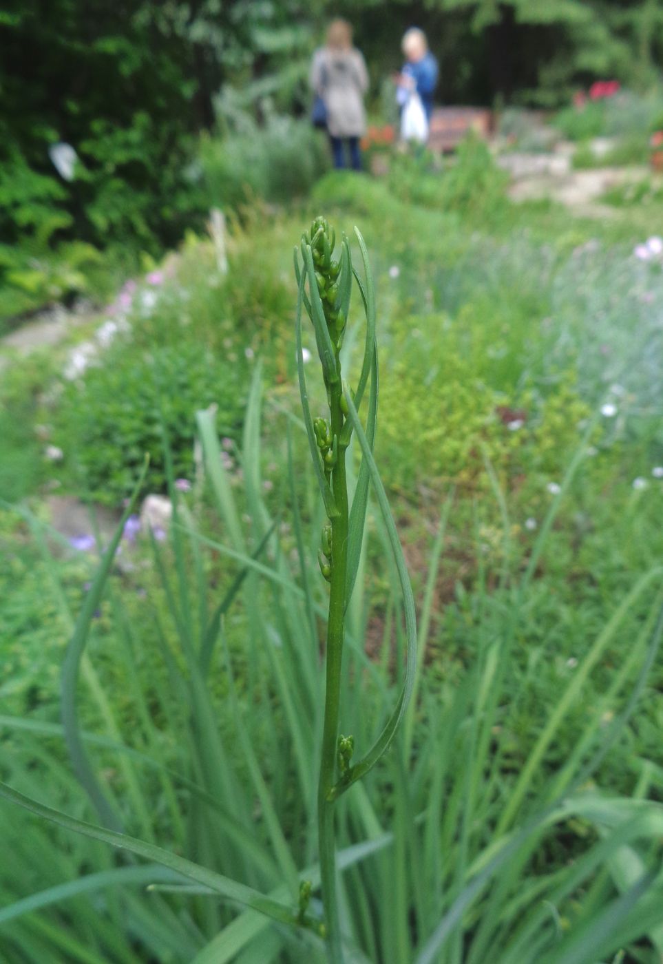 Image of Anthericum ramosum specimen.