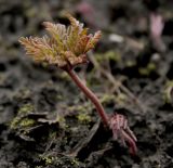 Geranium tuberosum