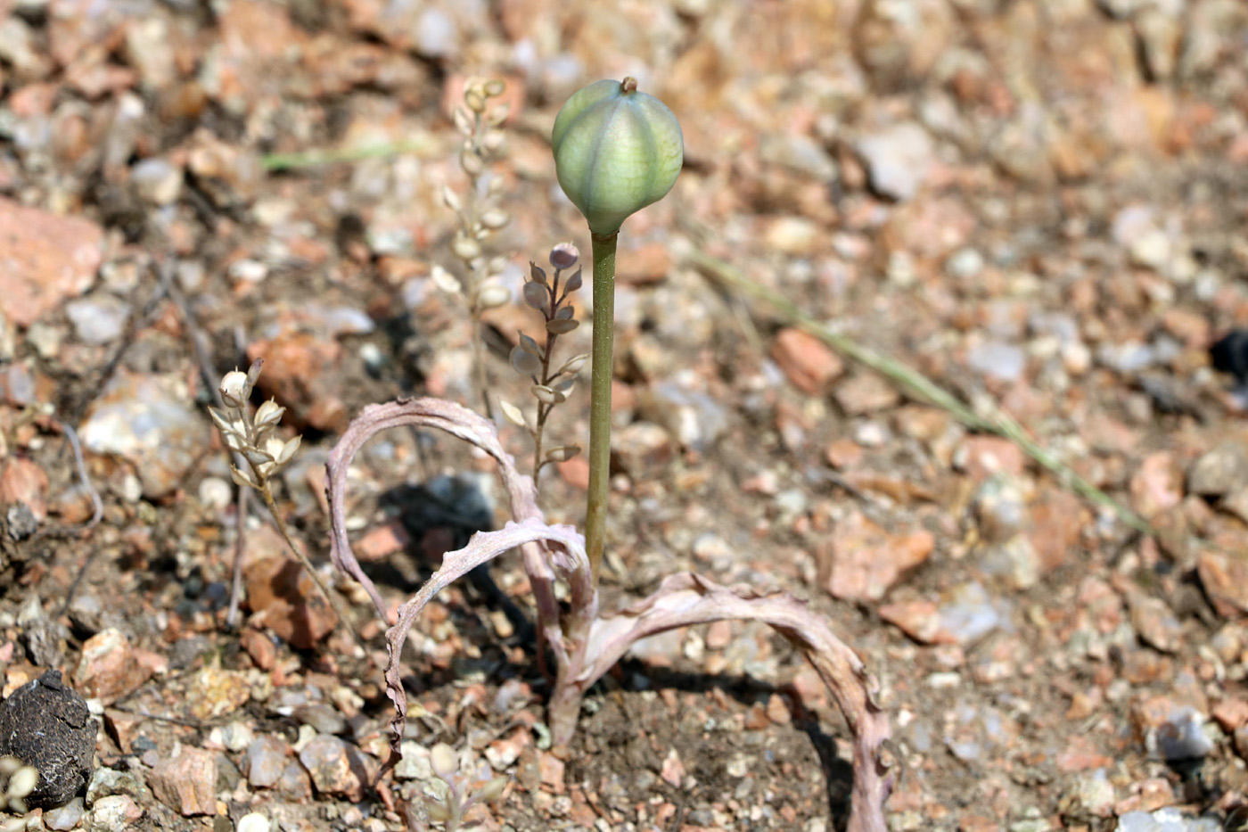 Изображение особи Tulipa korolkowii.