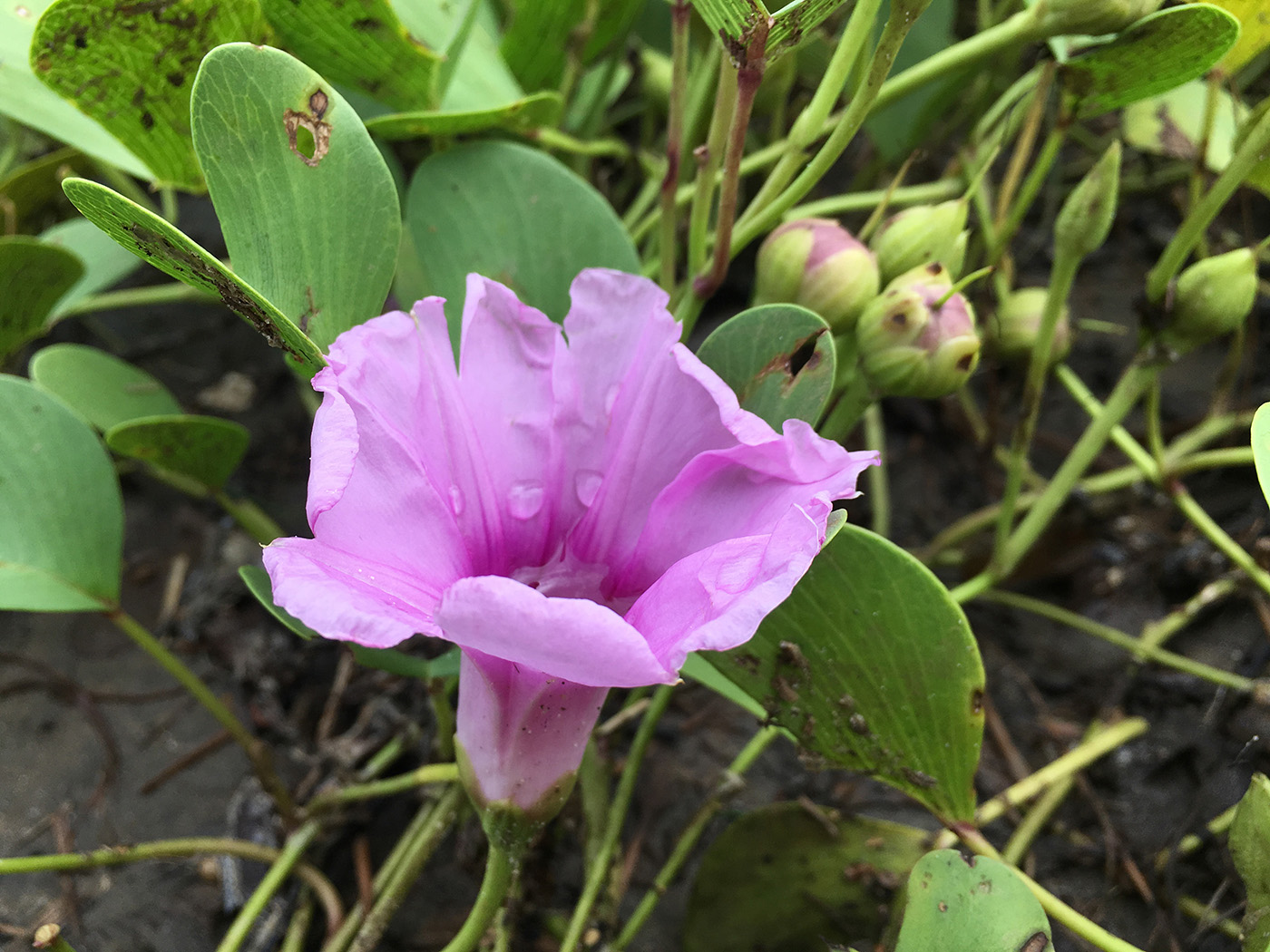 Image of Ipomoea pes-caprae specimen.