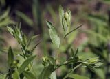 Genista tinctoria