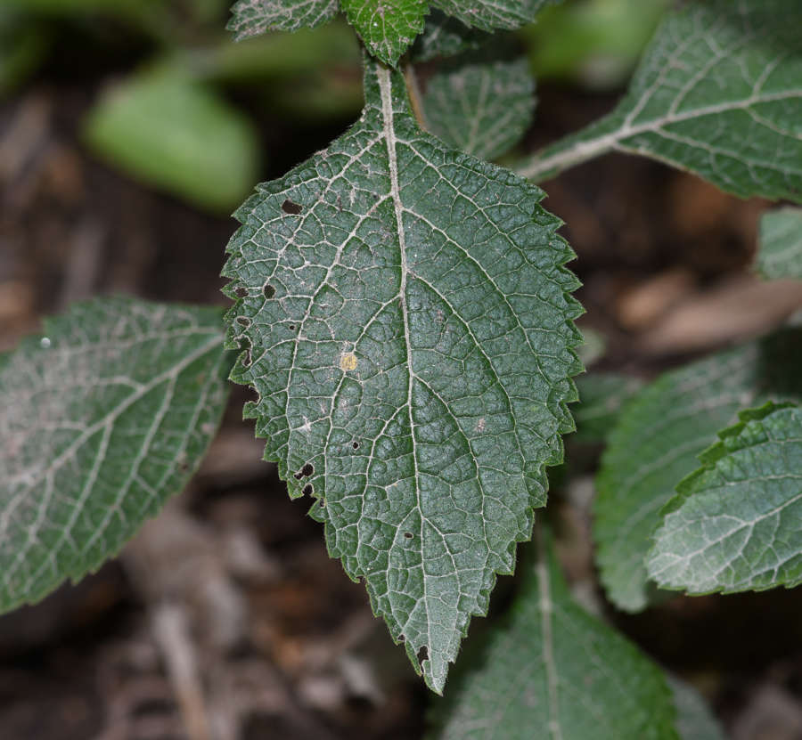 Изображение особи Stachytarpheta cayennensis.