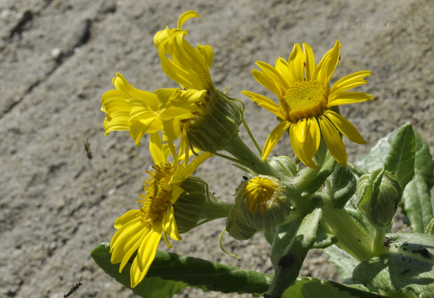 Image of Senecio pseudoarnica specimen.