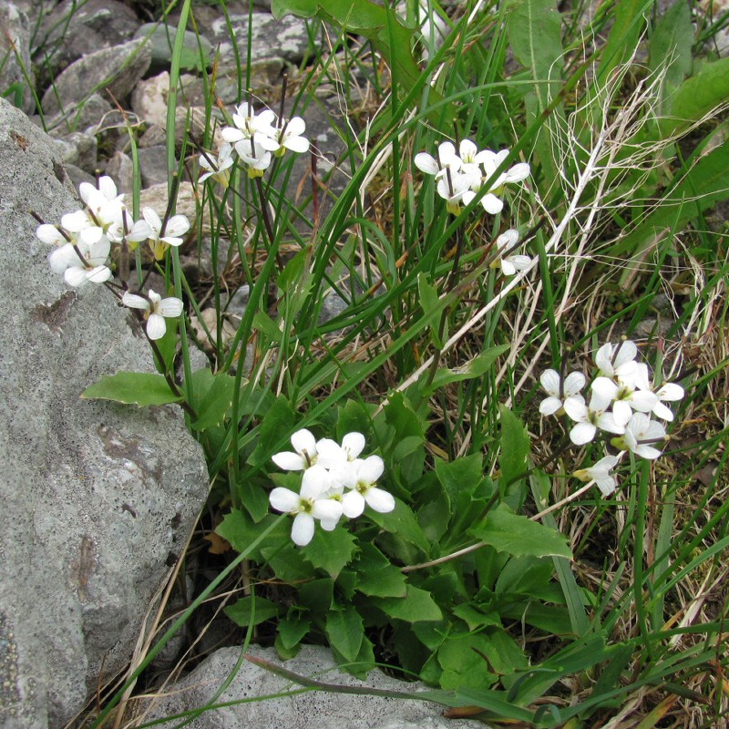 Изображение особи Arabis alpina.