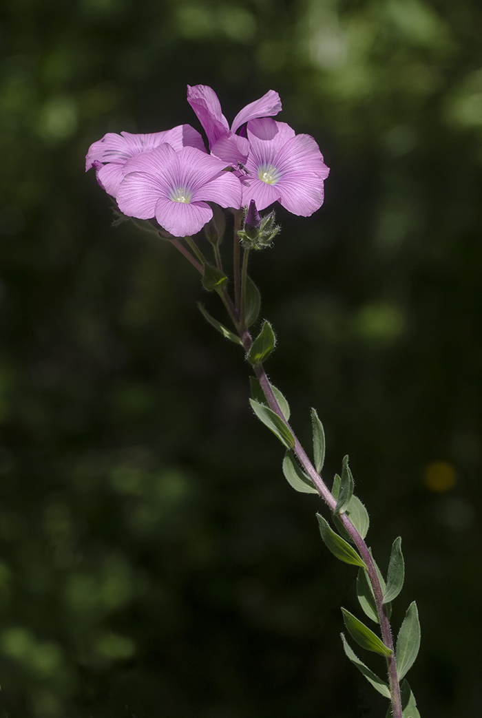 Изображение особи Linum hypericifolium.