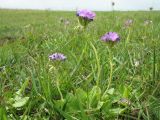 Primula longiscapa