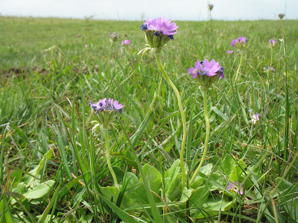 Image of Primula longiscapa specimen.
