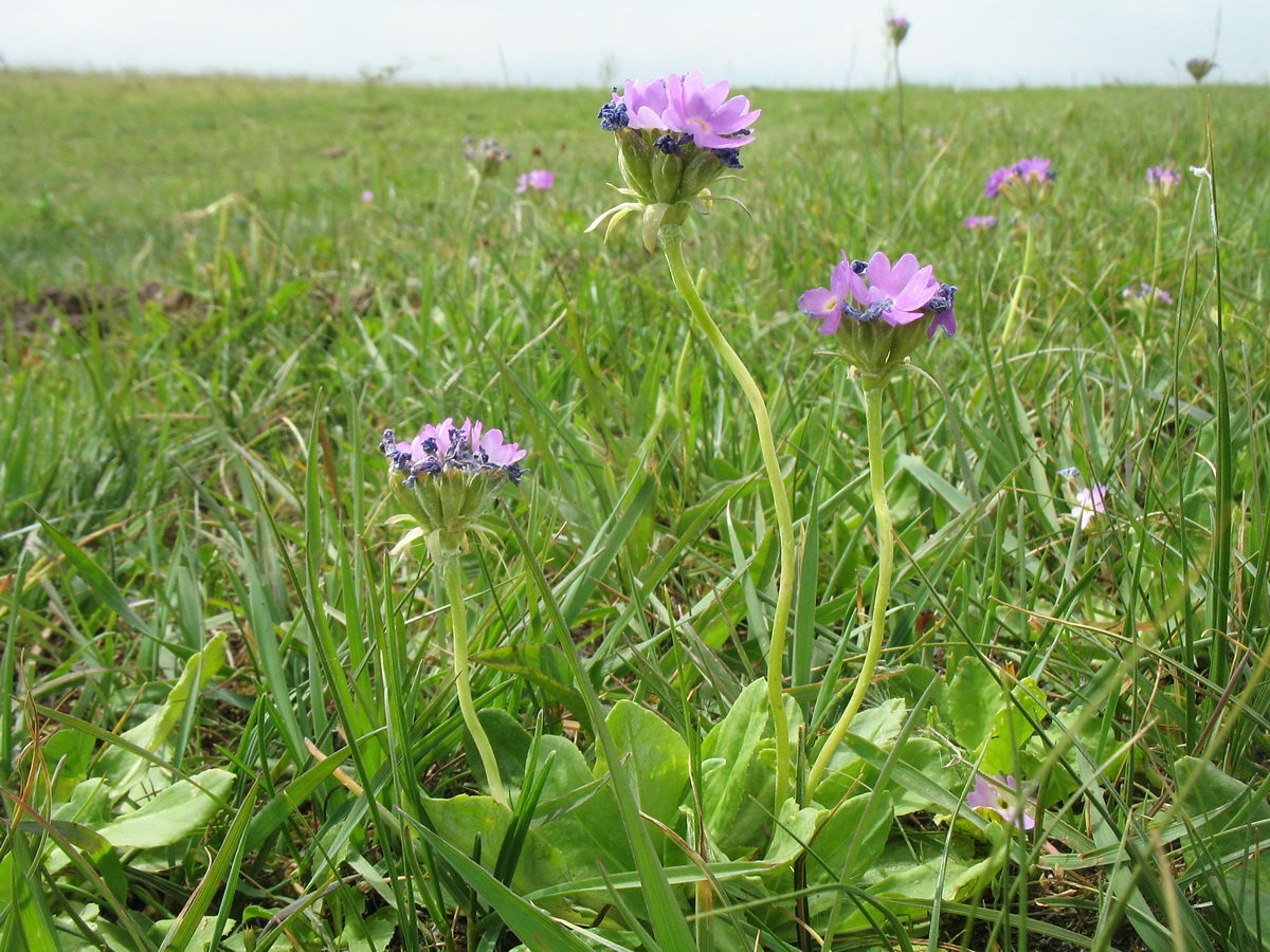 Изображение особи Primula longiscapa.