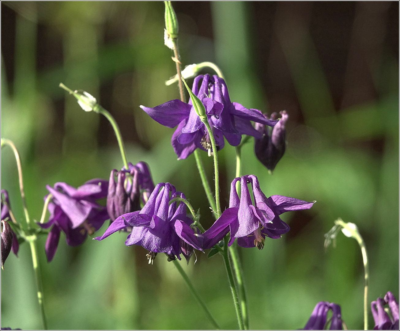 Изображение особи Aquilegia vulgaris.