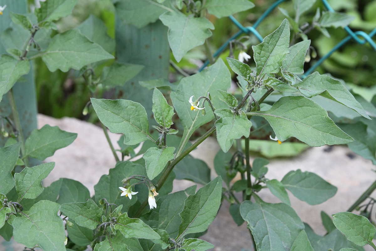 Изображение особи Solanum nigrum.