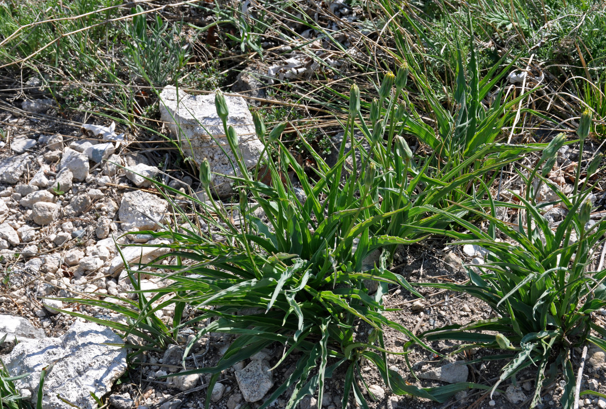 Изображение особи Scorzonera austriaca.