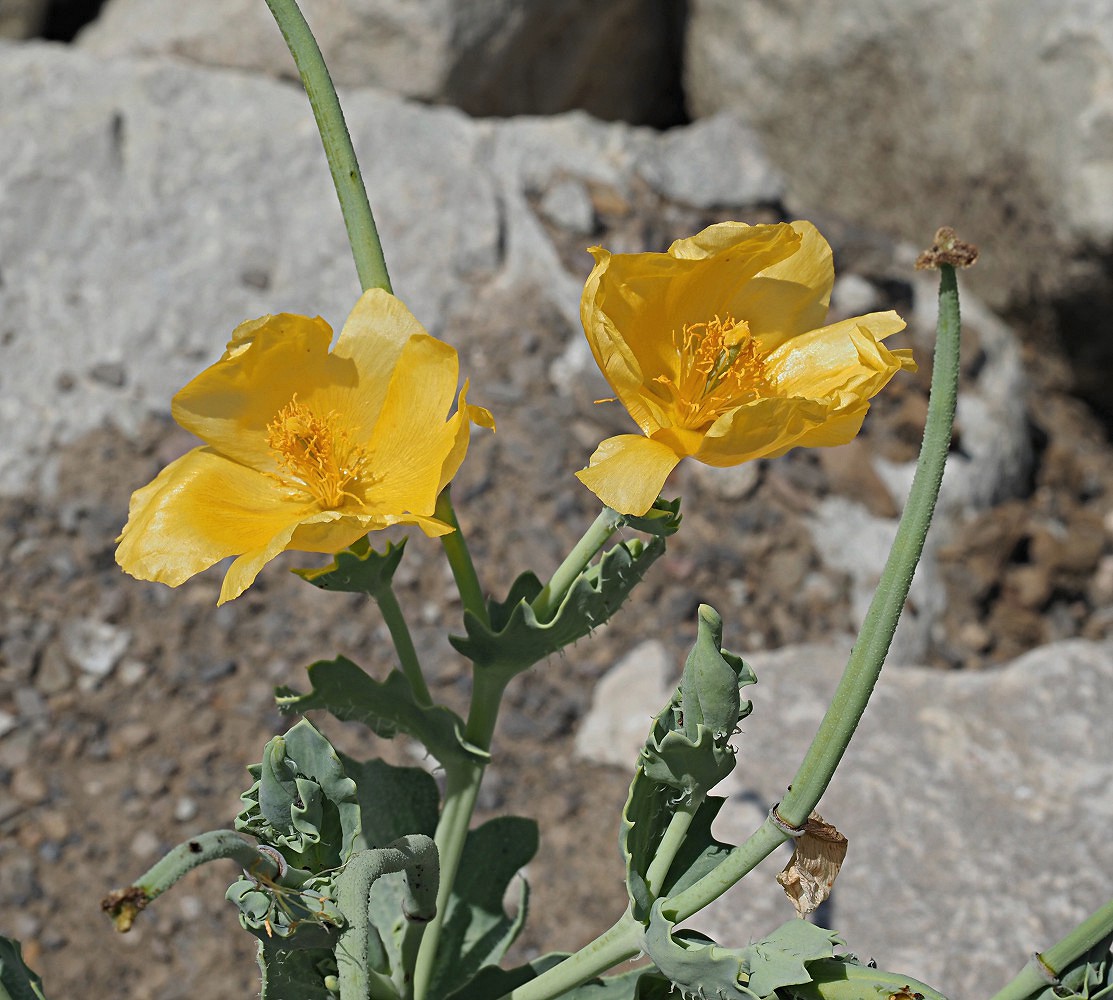 Image of Glaucium flavum specimen.