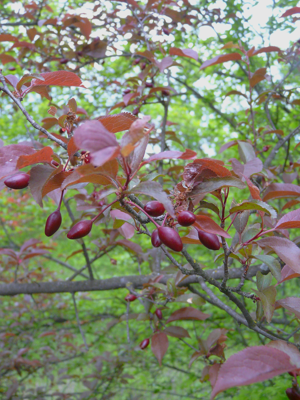 Изображение особи Prunus cerasifera var. pissardii.