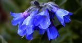 Mertensia pubescens