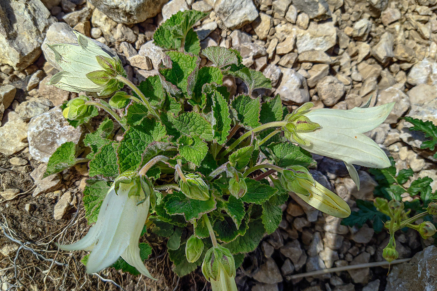 Изображение особи Campanula dolomitica.