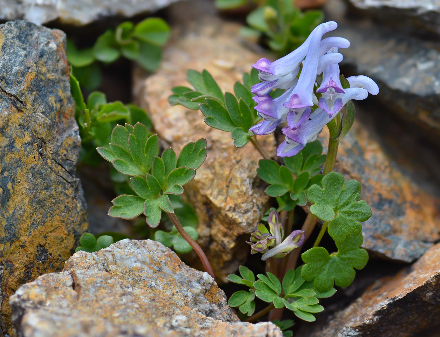 Image of Corydalis alpestris specimen.