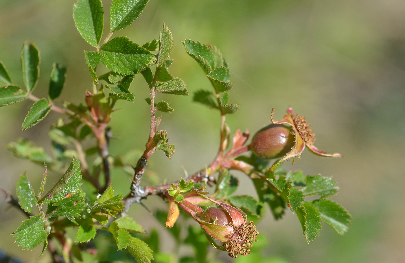 Image of Rosa buschiana specimen.