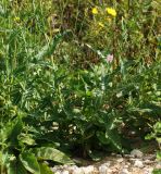 Sonchus arvensis ssp. uliginosus