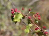 Cotoneaster multiflorus