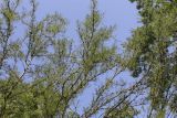 Caragana arborescens. Ветви с аномальными листьями. Москва, ГБС, дендрарий. 31.08.2021.