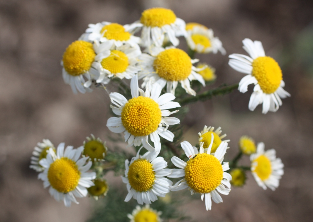 Image of genus Tripleurospermum specimen.