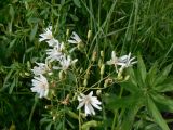 Lactuca sibirica