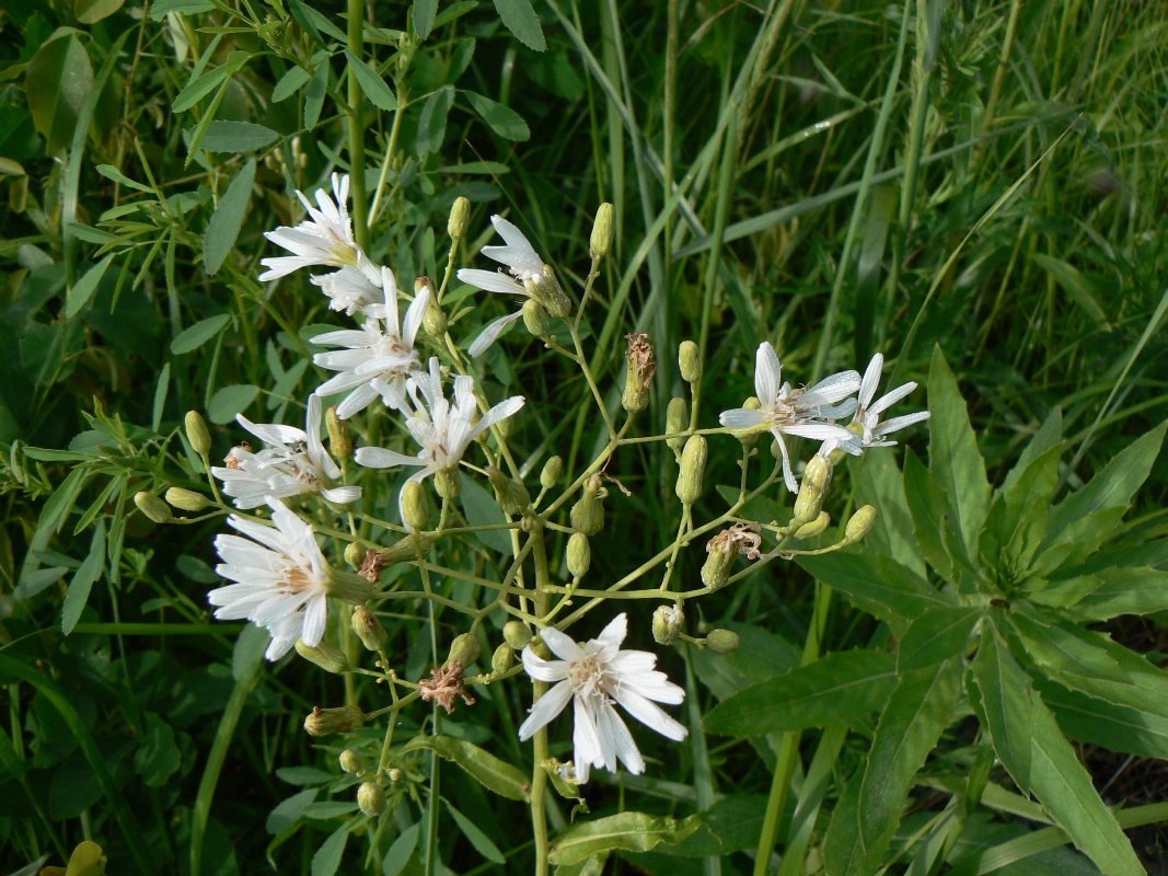 Image of Lactuca sibirica specimen.