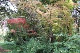 Acer palmatum. Небольшое деревце высотой 3,5 м. Узбекистан, г. Ташкент, Ботанический сад им. Ф.Н. Русанова, дальневосточный дендрарий. 12.10.2008.