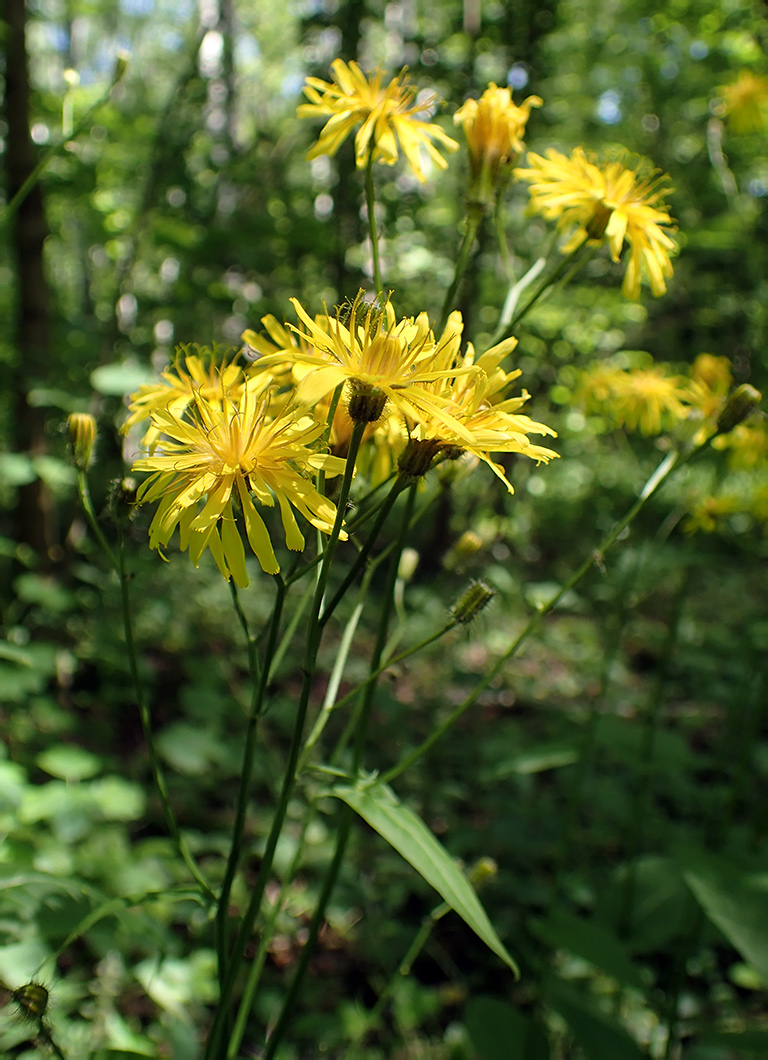 Image of Crepis paludosa specimen.