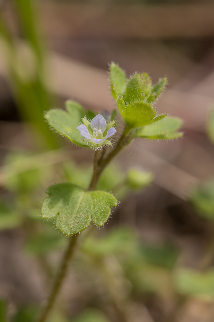 Image of Veronica sublobata specimen.