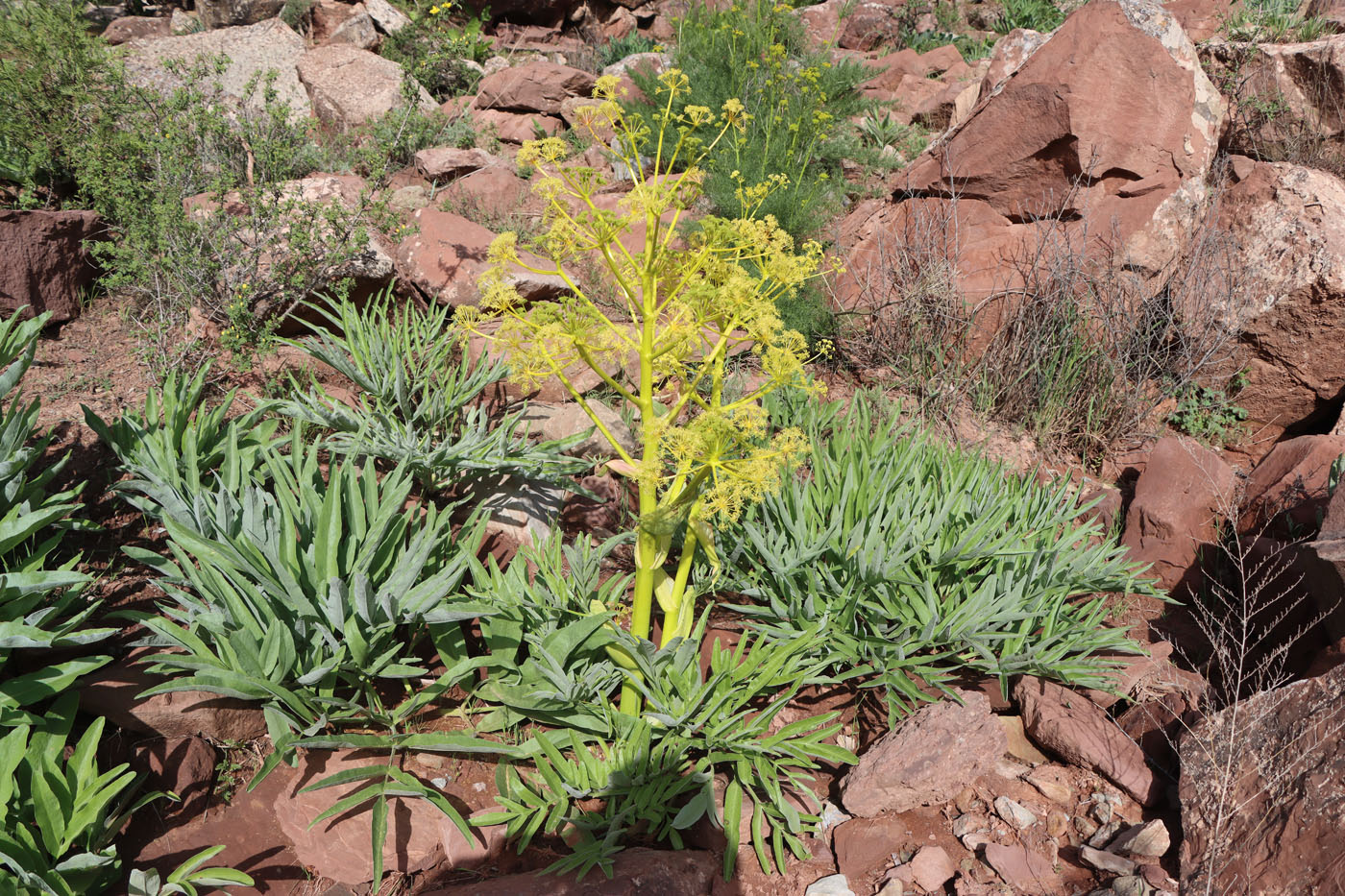 Image of Ferula tadshikorum specimen.