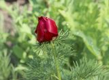 Paeonia tenuifolia