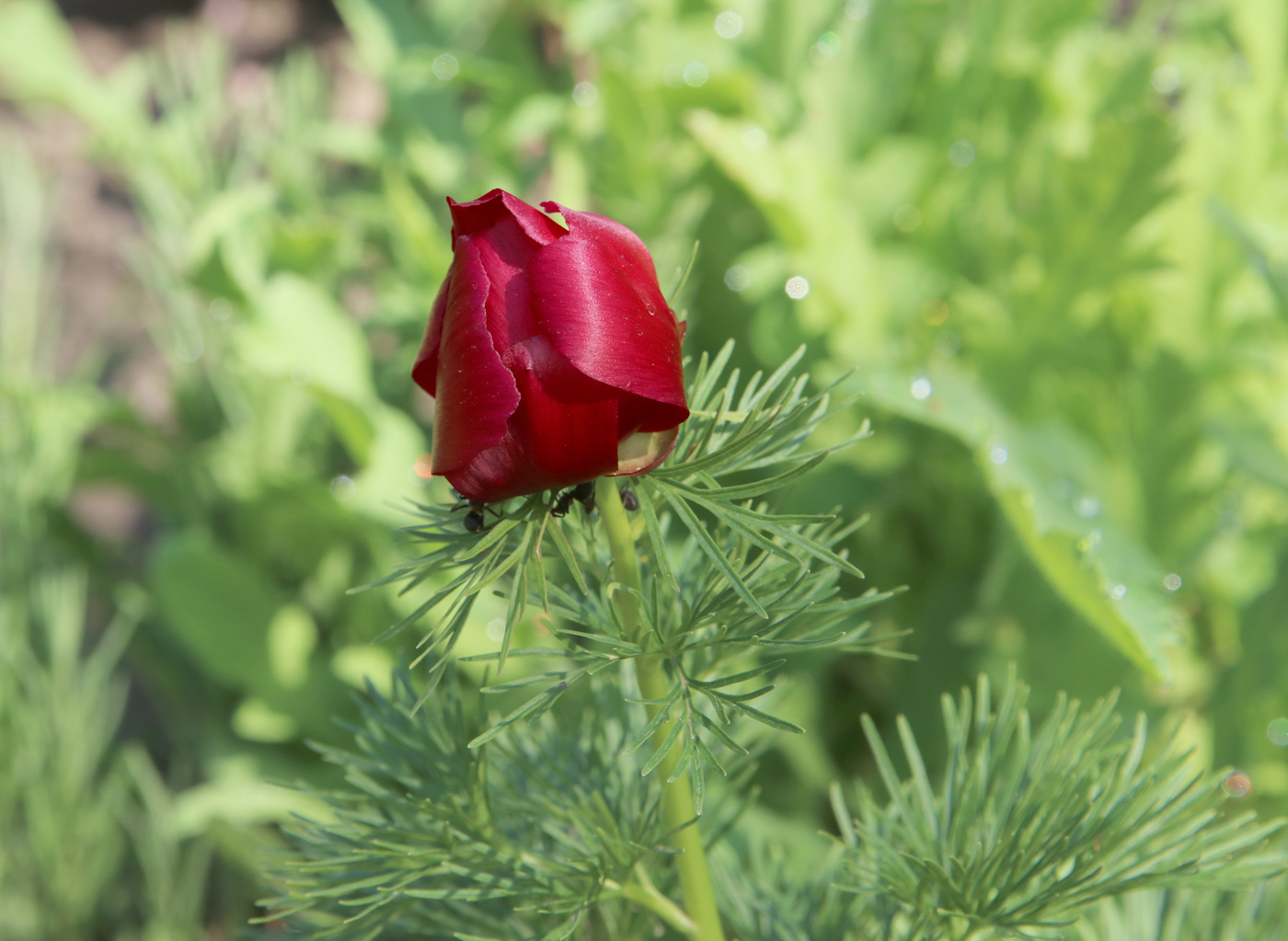 Image of Paeonia tenuifolia specimen.