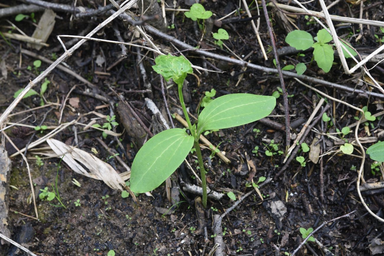 Изображение особи Echinocystis lobata.