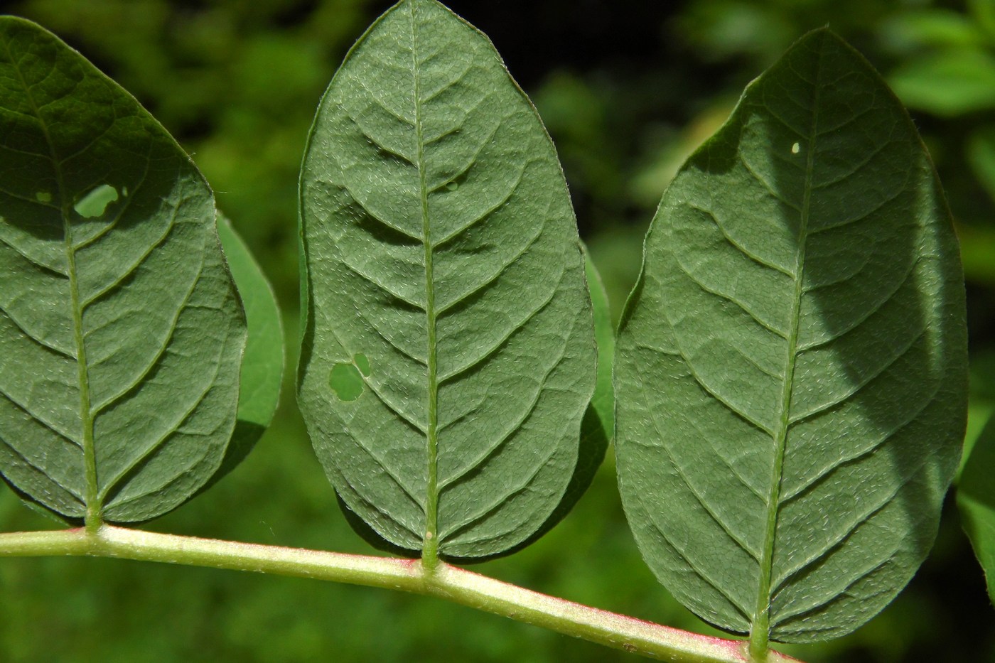 Image of Astragalus glycyphyllos specimen.