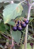 Solanum nigrum