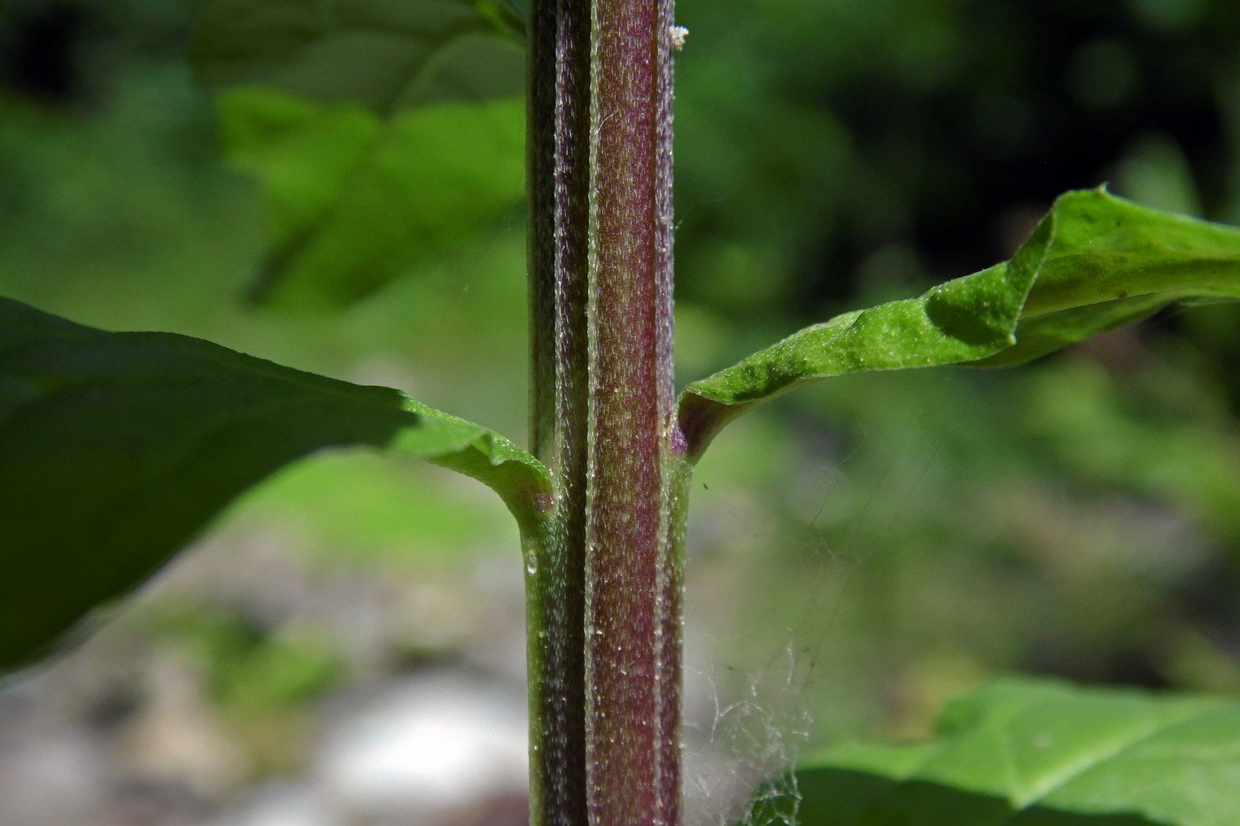 Image of Erysimum aureum specimen.