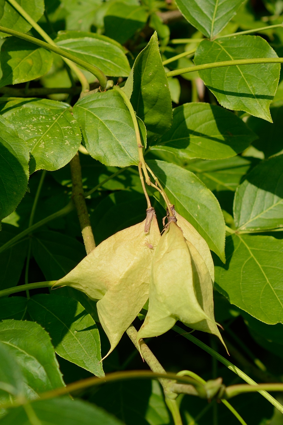 Image of Staphylea colchica specimen.