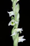 Spiranthes spiralis. Часть соцветия. Краснодарский край, г/о. Сочи, Адлерский р-н, окр. с. Хлебороб, опушка леса. 23 сентября 2021 г.