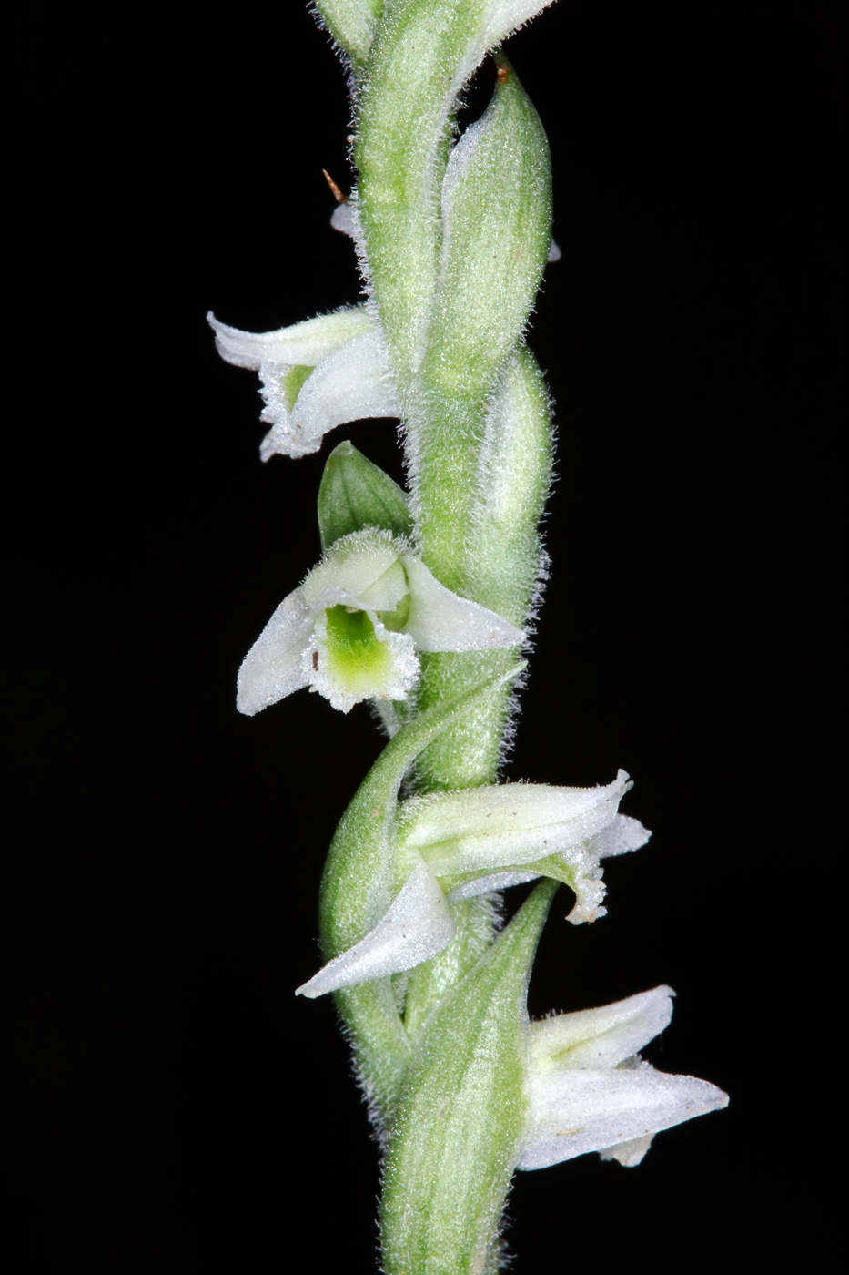 Изображение особи Spiranthes spiralis.