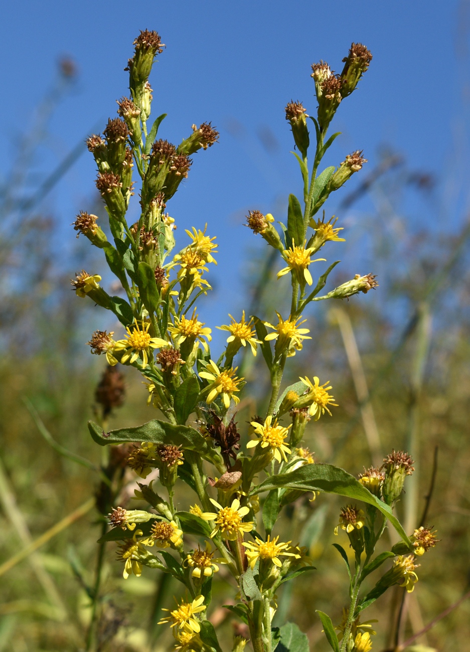 Image of Solidago virgaurea specimen.