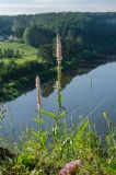 Veronica spicata ssp. bashkiriensis