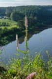 Veronica spicata подвид bashkiriensis. Доцветающее и плодоносящее растение (гипохромная форма). Челябинская обл., Нязепетровский р-н, Шемахинское сельское поселение, окр. с. Арасланово, вершина камня Лось. 3 июля 2022 г.