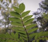 Sorbus decora